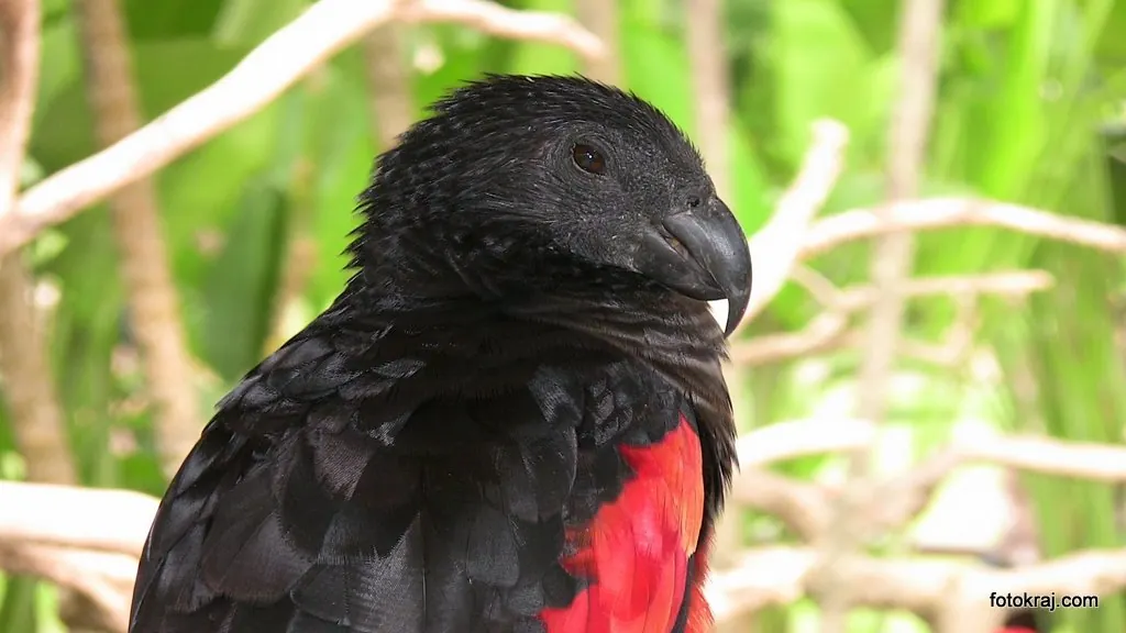 Een zwarte en rode Pesquetpapegaai in Bali Bird Park — Een Pesquetpapegaai in Bali Bird Park