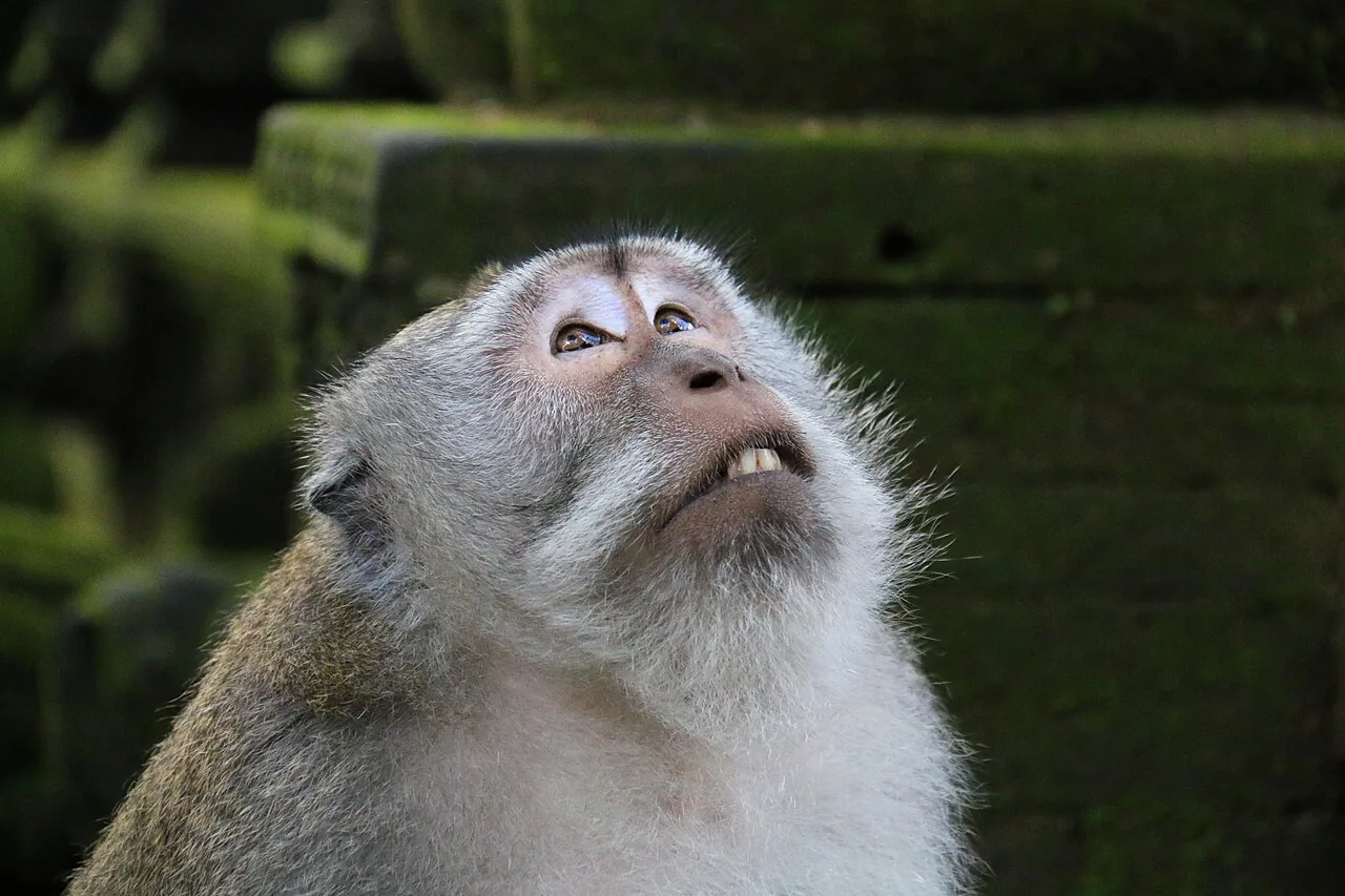 Een langstaartmakaak in Monkey Forest Ubud — Monkey Forest Ubud